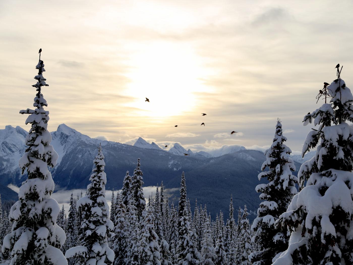 Monashee Whiskeyjacks