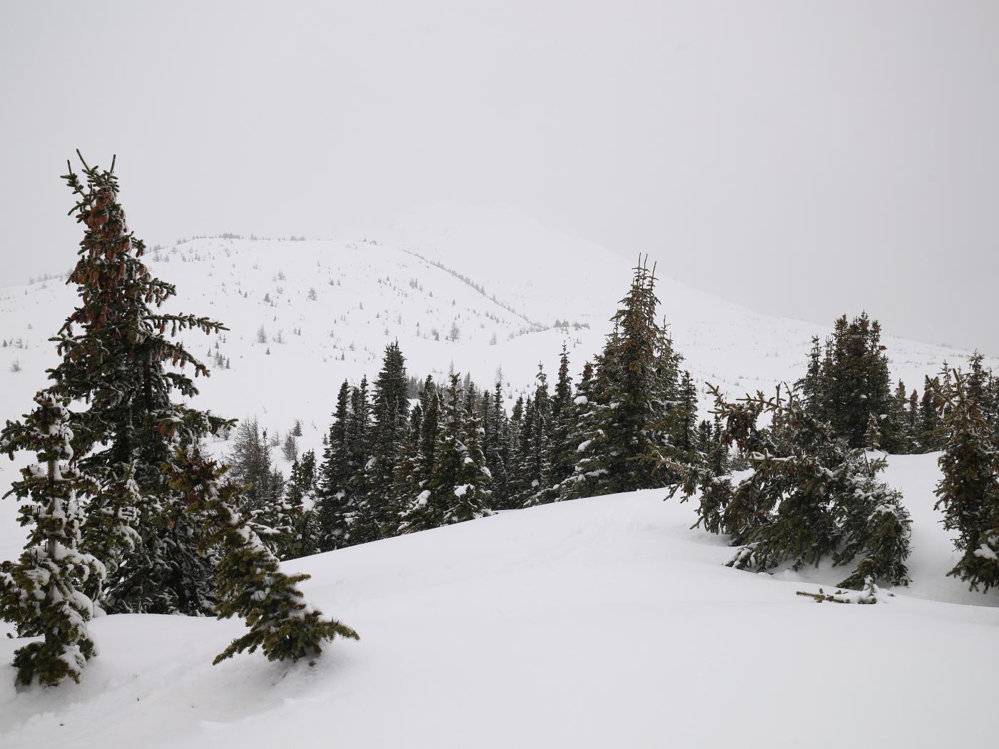 Trees at SSV