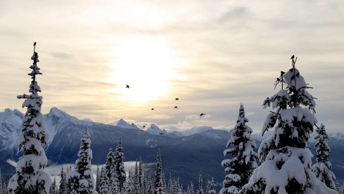 Monashee Whiskeyjacks